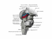 Hind- and mid-brains; postero-lateral...