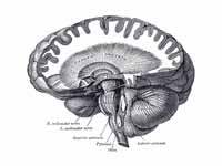 Dissection showing the course of the ...