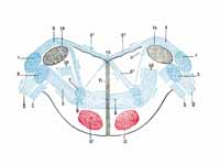 Terminal nuclei of the cochlear nerve...