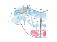 Terminal nuclei of the vestibular ner...