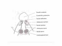 Axial section of the Brainstem (Pons)...