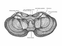 Under surface of the cerebellum.