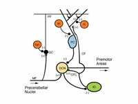 Microcircuitry of the cerebellum. Exc...