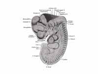 Reconstruction of periphera nerves of...