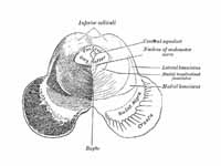 Transverse section of mid-brain at le...