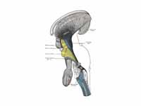 Deep dissection of brain-stem. Latera...