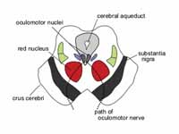 Section through superior colliculus (...