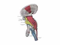 Deep dissection of brain-stem. Latera...