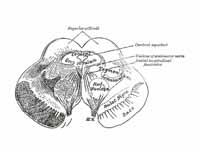 Transverse section of mid-brain at le...