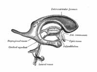 Drawing of a cast of the ventricular ...