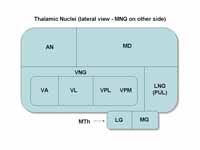 Thalamic nuclei