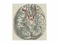 Visual pathway with optic chiasm (X s...