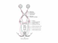 Scheme showing central connections of...