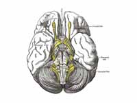 Base of brain.