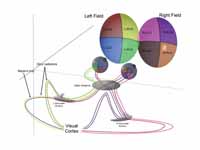 3D schematic representation of optic ...