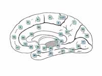 Medial surface of the brain with Brod...