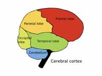 Diagram showing the lobes of the huma...