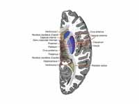 Horizontal section of right cerebral ...