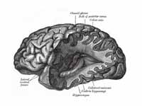 Posterior and inferior cornua of left...