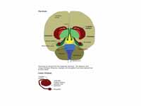 Thalamus and corpus striatum