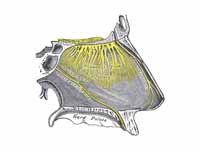 Nerves of septum of nose. Right side....