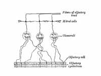 Plan of olfactory neurons.