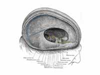 Dura mater and its processes exposed ...