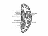 Horizontal section of right cerebral ...