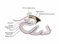 Coronal section of inferior horn of l...