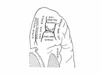 Orbital surface of left frontal lobe.