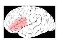 Inferior frontal gyrus