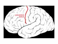 Precentral sulcus