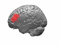 Brodmann area 46.  BA46 is in the fro...