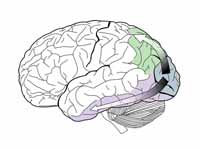 The dorsal stream (green) and ventral...