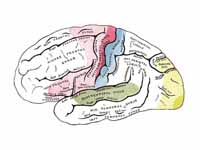 Areas of localization on lateral surf...