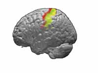 Brodmann areas 3, 1 and 2 of human br...