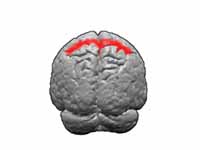 Brodmann areas 5.  BA5 is in the supe...