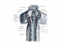 Upper part of medulla spinalis and hi...