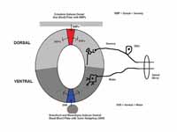 Spinal Cord Development of the Alar a...