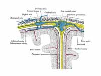 Diagrammatic representation of a sect...