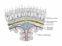 Diagrammatic section of scalp.