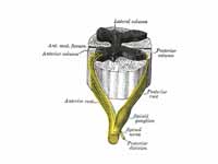 A spinal nerve with its anterior and ...