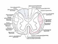 Diagram of the principal fasciculi of...