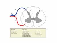 Section through the spinal cord. Moto...