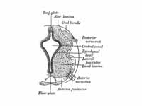 Alpha motor neurons are derived from ...