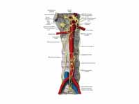 Abdominal portion of the sympathetic ...