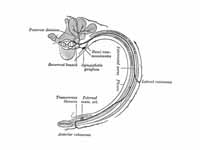 Diagram of the course and branches of...