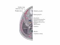 Transverse section of human embryo ei...