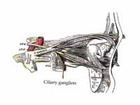 A parasympathetic ganglion - ciliary ...