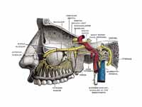 Alveolar branches of superior maxilla...